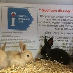 Geef een dier een 2e kans actie