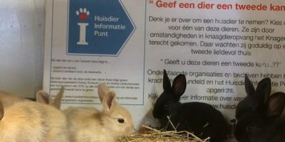 Geef een dier een 2e kans actie Geef een dier een 2e kans actie