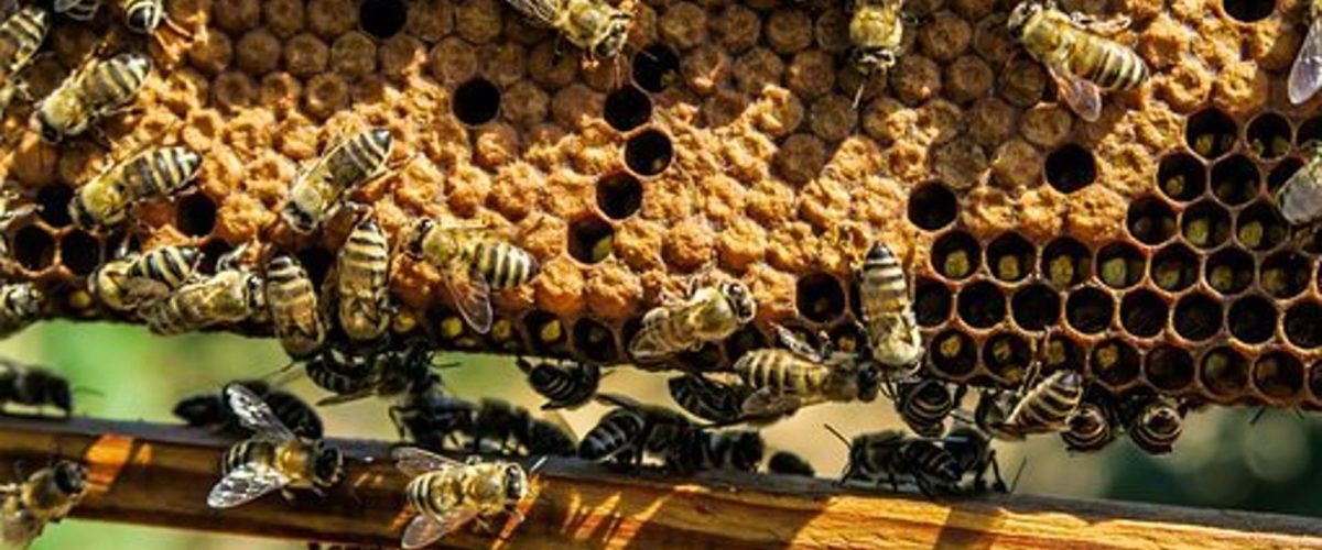 Worskhop Bijen door de imker