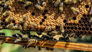 Worskhop Bijen door de imker @ Heimanshof Zuiderpark