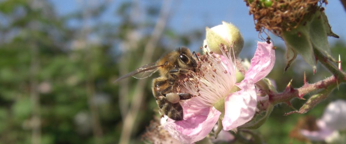 Insectenhuis maken