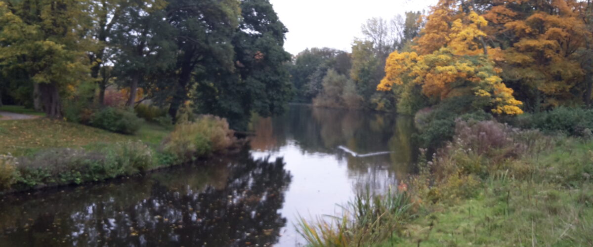 Als die bomen van het Zuiderpark konden praten…