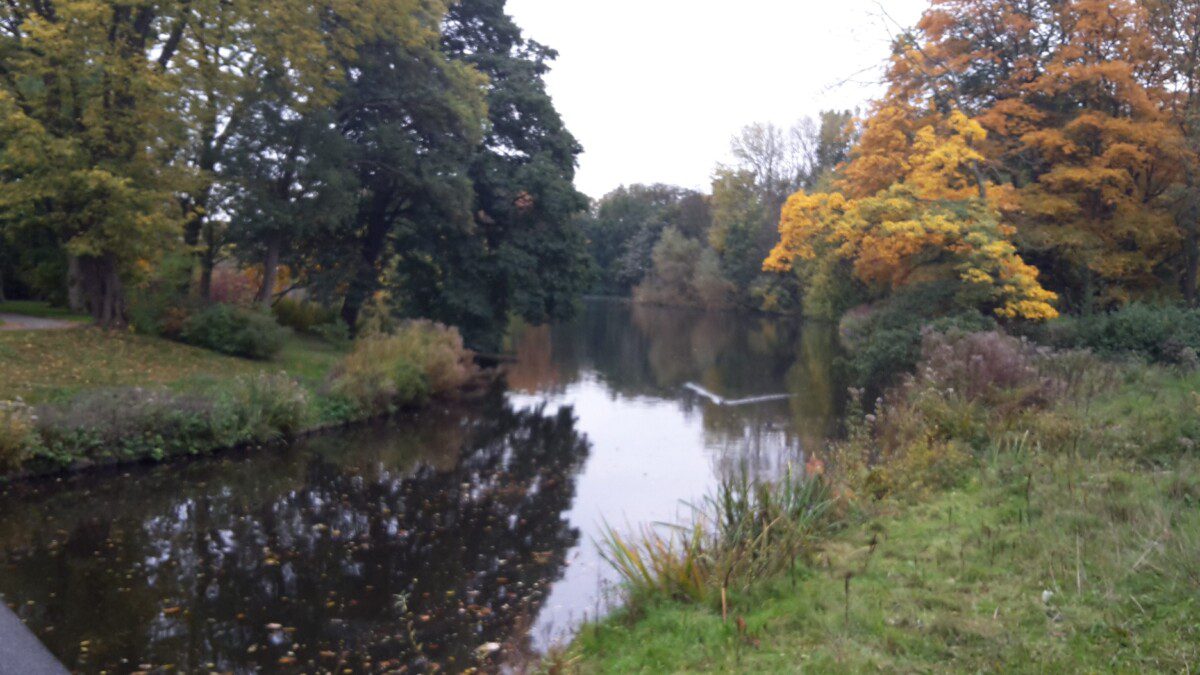 Als die bomen van het Zuiderpark konden praten…