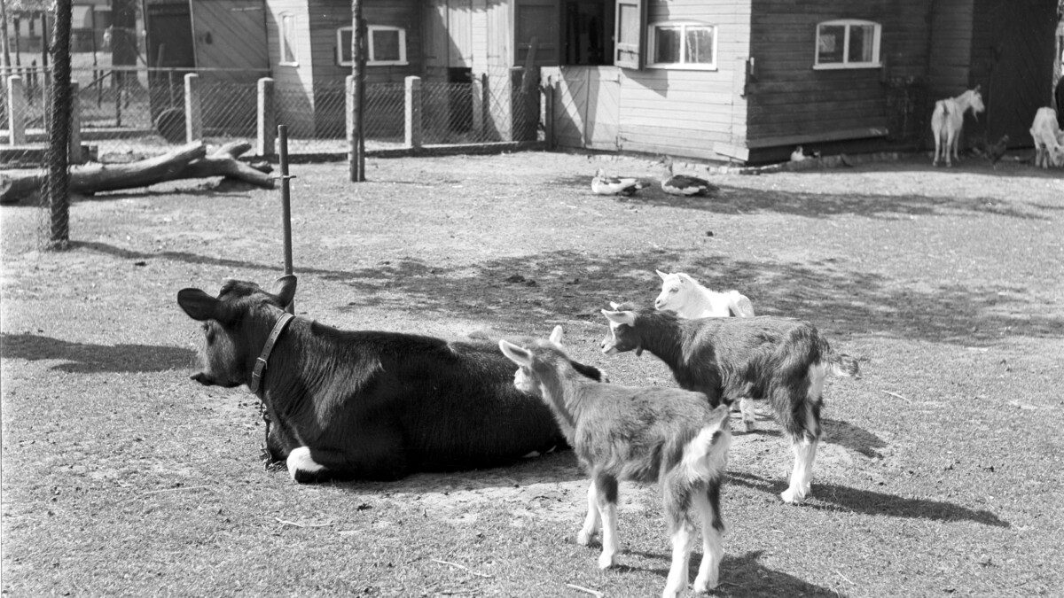 Op de boerderij voelde ik me in mijn element!