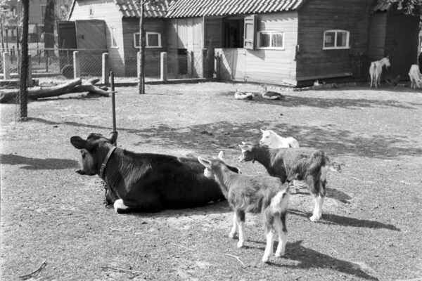 Op de boerderij voelde ik me in mijn element!