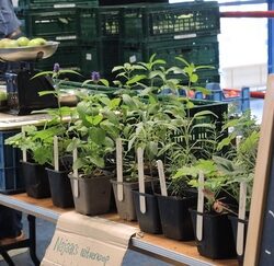 Eetbaar park Zuiderpark