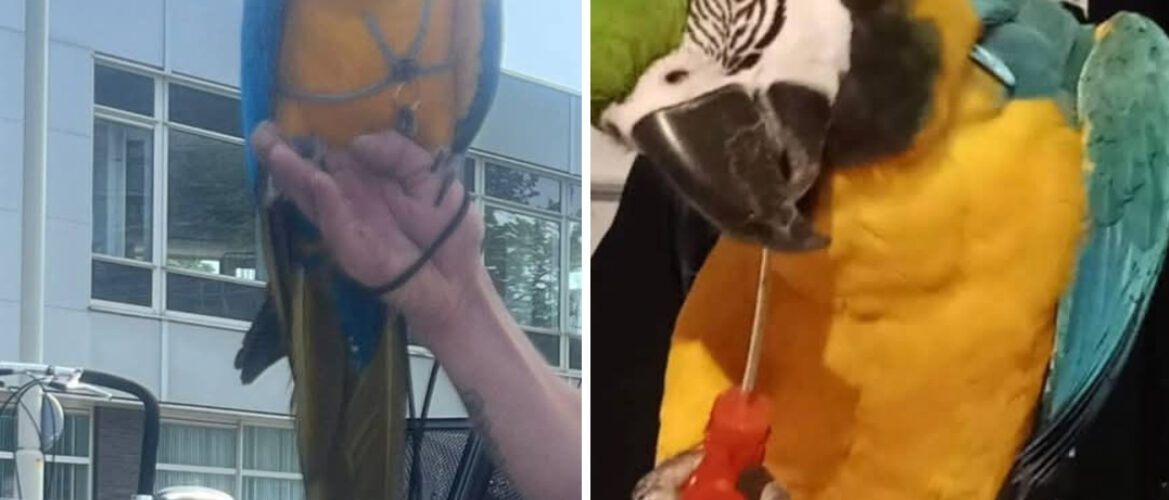 Papegaai vermist in omgeving Zuiderpark