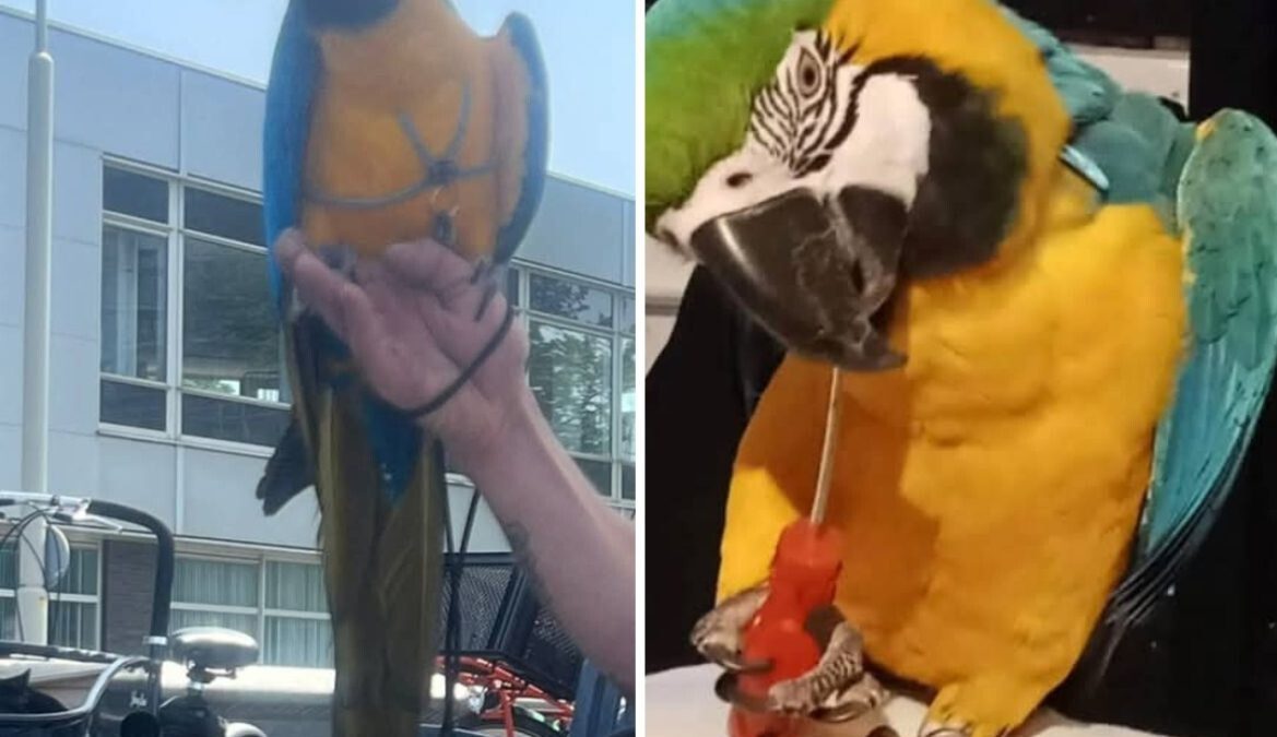 Papegaai vermist in omgeving Zuiderpark