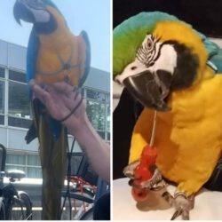 Papegaai vermist in omgeving Zuiderpark
